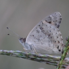 Junonia villida (Meadow Argus) at Deakin, ACT - 21 Feb 2024 by LisaH