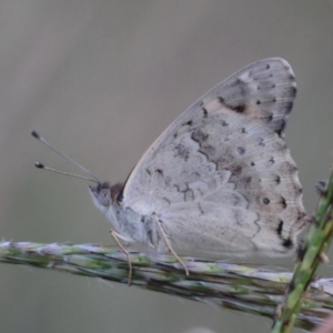 Junonia villida at Red Hill Nature Reserve - 21 Feb 2024 07:29 PM