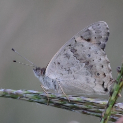 Junonia villida (Meadow Argus) at Deakin, ACT - 21 Feb 2024 by LisaH