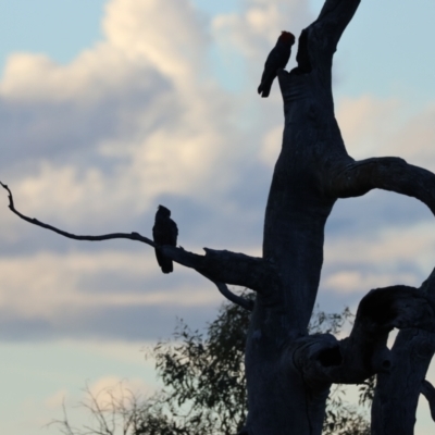 Callocephalon fimbriatum (Gang-gang Cockatoo) at Red Hill Nature Reserve - 21 Feb 2024 by LisaH