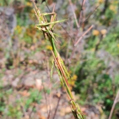 Cymbopogon refractus (Barbed-wire Grass) at Scrivener Hill - 22 Feb 2024 by WalkYonder