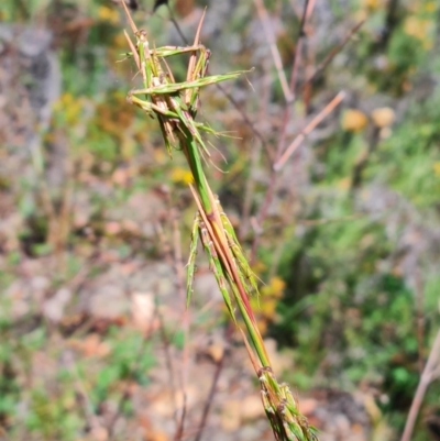 Cymbopogon refractus (Barbed-wire Grass) at Scrivener Hill - 22 Feb 2024 by WalkYonder