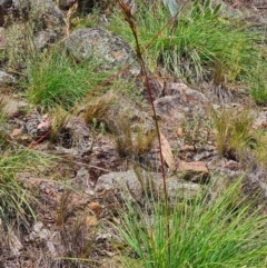 Cymbopogon refractus at Scrivener Hill - 22 Feb 2024