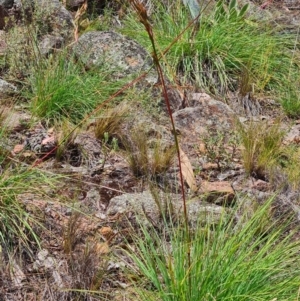 Cymbopogon refractus at Scrivener Hill - 22 Feb 2024 02:07 PM