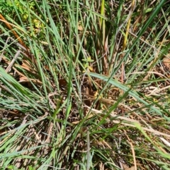 Cymbopogon refractus at Scrivener Hill - 22 Feb 2024