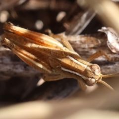 Phaulacridium vittatum (Wingless Grasshopper) at Red Hill to Yarralumla Creek - 22 Feb 2024 by LisaH