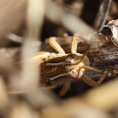 Phaulacridium vittatum at Red Hill to Yarralumla Creek - 22 Feb 2024