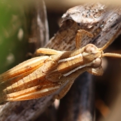 Phaulacridium vittatum at Red Hill to Yarralumla Creek - 22 Feb 2024