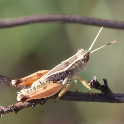 Phaulacridium vittatum (Wingless Grasshopper) at Hughes, ACT - 22 Feb 2024 by LisaH