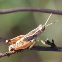Phaulacridium vittatum (Wingless Grasshopper) at GG165 - 22 Feb 2024 by LisaH