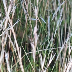 Rytidosperma sp. at Scrivener Hill - 22 Feb 2024