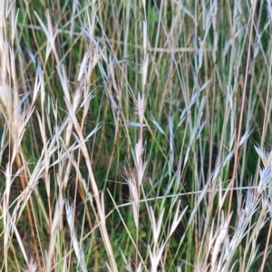 Rytidosperma sp. at Scrivener Hill - 22 Feb 2024