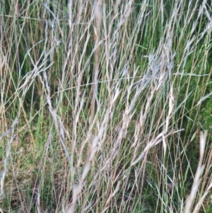 Rytidosperma sp. at Scrivener Hill - 22 Feb 2024