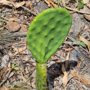 Opuntia ficus-indica at Scrivener Hill - 22 Feb 2024