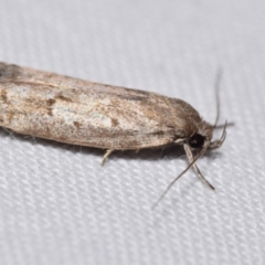 Unidentified Concealer moth (Oecophoridae) at QPRC LGA - 19 Feb 2024 by DianneClarke