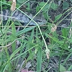 Tiliqua scincoides scincoides (Eastern Blue-tongue) at Hughes, ACT - 21 Feb 2024 by GarranCubs