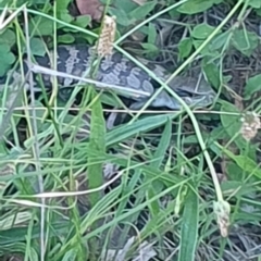 Tiliqua scincoides scincoides at Hughes Garran Woodland - 21 Feb 2024