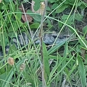 Tiliqua scincoides scincoides at Hughes Garran Woodland - 21 Feb 2024