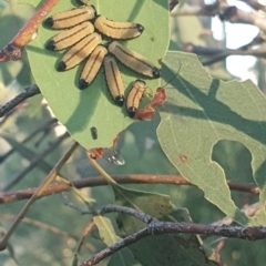 Ichneumonoidea (Superfamily) (A species of parasitic wasp) at Hughes Garran Woodland - 21 Feb 2024 by GarranCubs