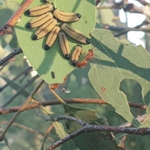 Ichneumonoidea (Superfamily) at Hughes Garran Woodland - 21 Feb 2024