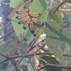 Ichneumonoidea (Superfamily) at Hughes Garran Woodland - 21 Feb 2024