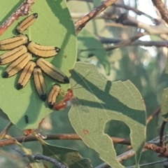 Ichneumonoidea (Superfamily) at Hughes Garran Woodland - 21 Feb 2024