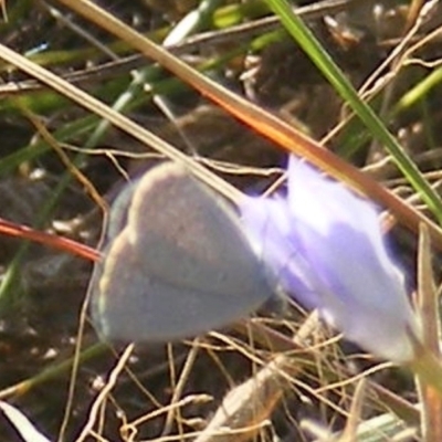 Zizina otis (Common Grass-Blue) at Gungaderra Grasslands - 22 Feb 2024 by MichaelMulvaney