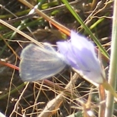 Zizina otis at Gungaderra Grassland (GUN_6) - 22 Feb 2024