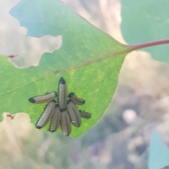 Paropsisterna cloelia (Eucalyptus variegated beetle) at Red Hill to Yarralumla Creek - 21 Feb 2024 by GarranCubs