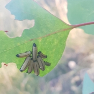 Paropsisterna cloelia at Hughes Garran Woodland - 21 Feb 2024