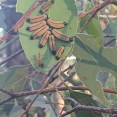 Paropsisterna cloelia at Hughes Garran Woodland - 21 Feb 2024