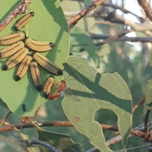 Paropsisterna cloelia at Hughes Garran Woodland - 21 Feb 2024