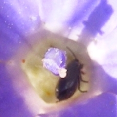 Dasytinae (subfamily) (Soft-winged flower beetle) at Gungaderra Grassland (GUN_6) - 22 Feb 2024 by MichaelMulvaney