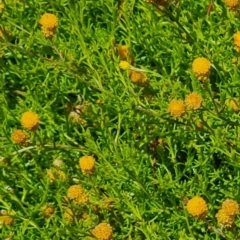 Chrysocephalum semipapposum (Clustered Everlasting) at O'Malley, ACT - 22 Feb 2024 by WalkYonder