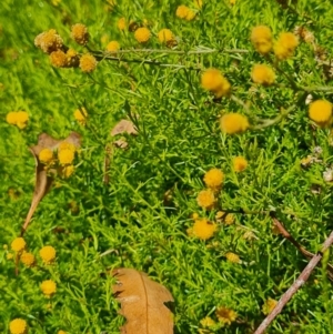 Chrysocephalum semipapposum at Scrivener Hill - 22 Feb 2024