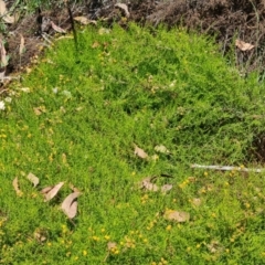 Chrysocephalum semipapposum at Scrivener Hill - 22 Feb 2024