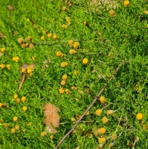 Chrysocephalum semipapposum at Scrivener Hill - 22 Feb 2024