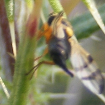 Euribia sp. (genus) (Thistle Gall Fly) at Gungaderra Grasslands - 22 Feb 2024 by MichaelMulvaney