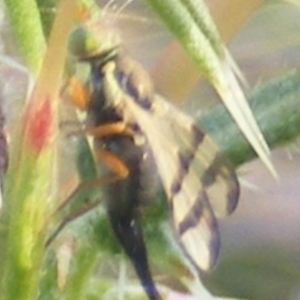 Euribia sp. (genus) at Gungaderra Grassland (GUN_6) - 22 Feb 2024 05:13 PM