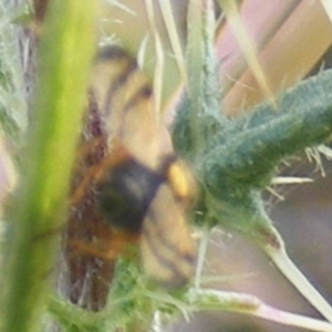 Euribia sp. (genus) at Gungaderra Grassland (GUN_6) - 22 Feb 2024 05:13 PM