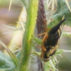 Euribia sp. (genus) at Gungaderra Grassland (GUN_6) - 22 Feb 2024 05:13 PM