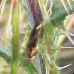 Euribia sp. (genus) at Gungaderra Grassland (GUN_6) - 22 Feb 2024