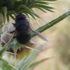 Calliphora sp. (genus) (Unidentified blowfly) at Gungaderra Grasslands - 22 Feb 2024 by MichaelMulvaney