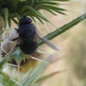 Calliphora sp. (genus) at Gungaderra Grassland (GUN_6) - 22 Feb 2024