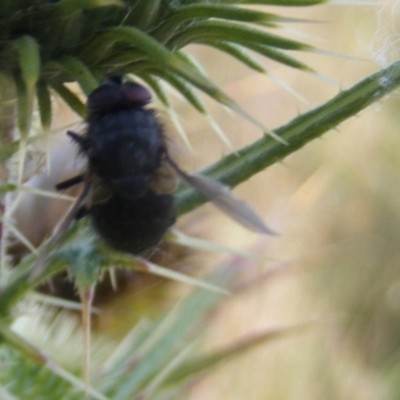 Calliphora sp. (genus) (Unidentified blowfly) at Crace, ACT - 22 Feb 2024 by MichaelMulvaney