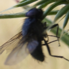 Calliphora sp. (genus) at Gungaderra Grassland (GUN_6) - 22 Feb 2024