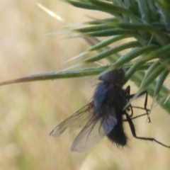 Calliphora sp. (genus) at Gungaderra Grassland (GUN_6) - 22 Feb 2024