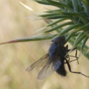 Calliphora sp. (genus) at Gungaderra Grassland (GUN_6) - 22 Feb 2024