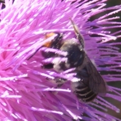 Megachile (Eutricharaea) maculariformis (Gold-tipped leafcutter bee) at Crace, ACT - 22 Feb 2024 by MichaelMulvaney