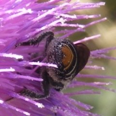 Megachile (Eutricharaea) maculariformis at Gungaderra Grassland (GUN_6) - 22 Feb 2024 05:17 PM